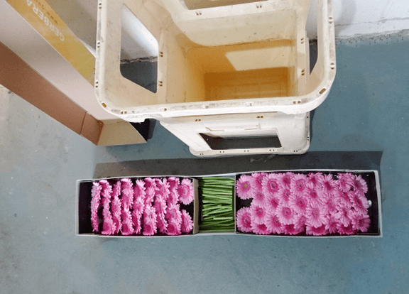 Gerbera are delivered in secure boxes with 30 flowers on each side (as shown in the photograph). Depending on the quantity you purchase, you will either receive a full or half box. 