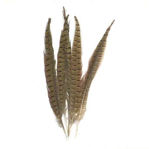 Pheasant Tail Feathers