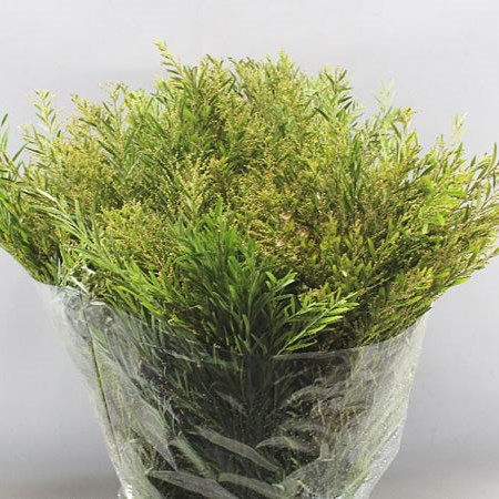 ACACIA CHIARO DI LUNA