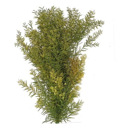 ACACIA CHIARO DI LUNA (IN FLOWER)
