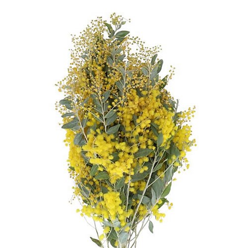 ACACIA DENISBODE (FLOWERING) 60cm Wholesale Dutch Flowers & Florist
