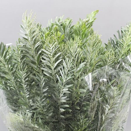 ACACIA HAMBURYANA GREEN