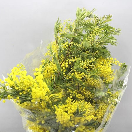 ACACIA MIMOSA MIRANDOL