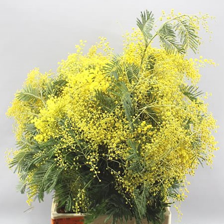 ACACIA MIRANDOL