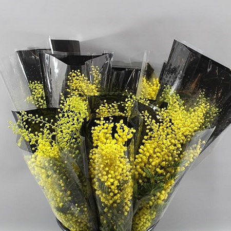 ACACIA MIRANDOL