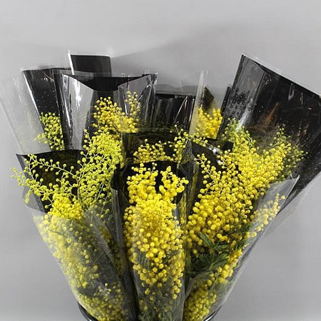 ACACIA MIRANDOL