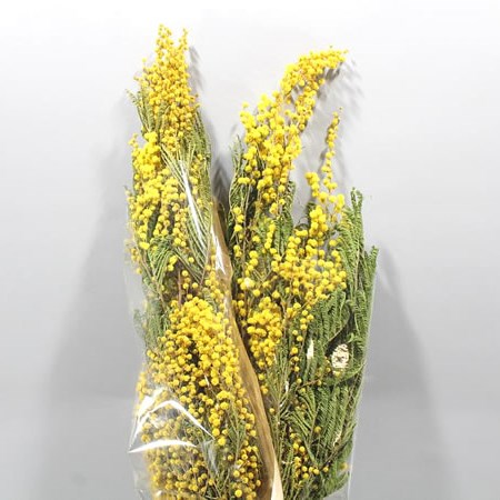 ACACIA MIRANDOL (DRIED)