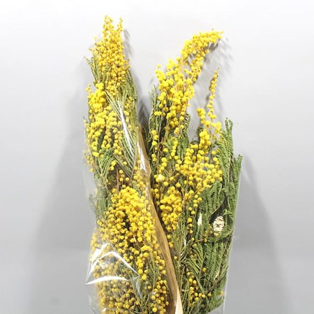 ACACIA MIRANDOL DRIED