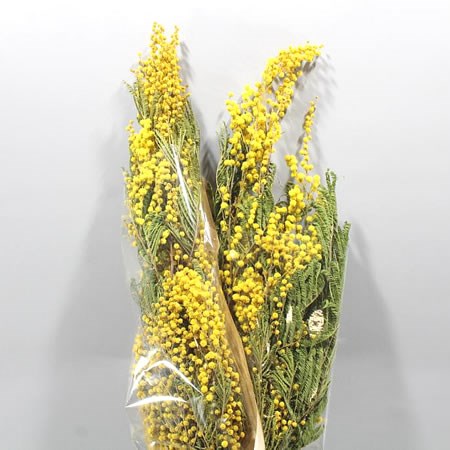 ACACIA MIRANDOL (DRIED)