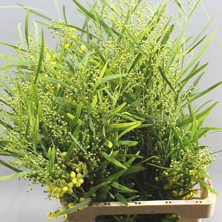 ACACIA RETINODES