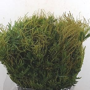 ACACIA TOURNER GREEN