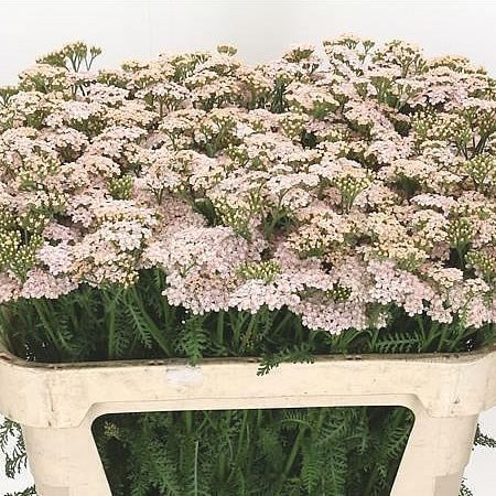 ACHILLEA ANITA CHAMPAGNE