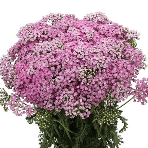 ACHILLEA ANNA