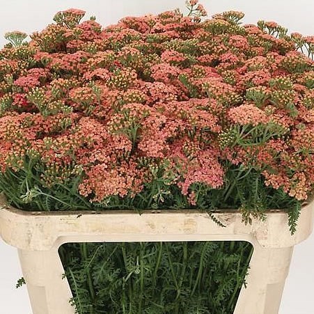 ACHILLEA ANNEMIEKE