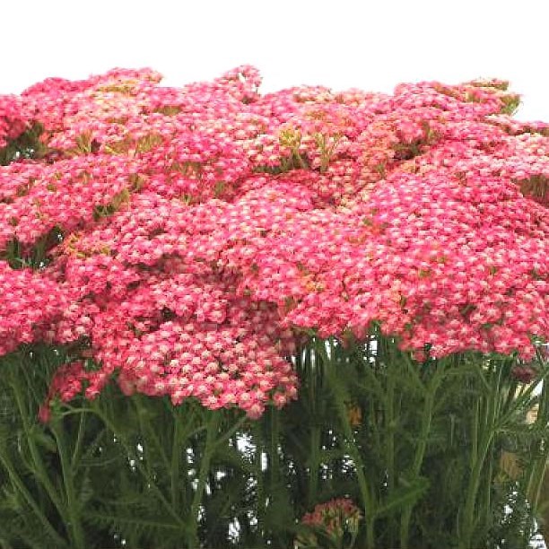 ACHILLEA BIANCA CLASSIC