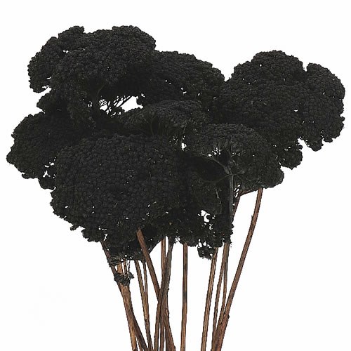 ACHILLEA BLACK - DRIED