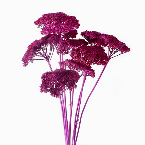 ACHILLEA CERISE (dried)