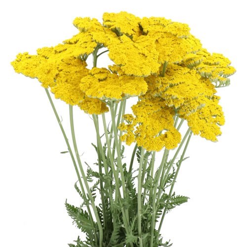 ACHILLEA CORONATION GOLD