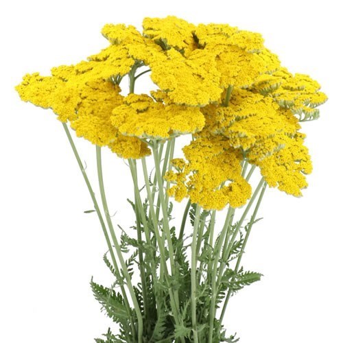 ACHILLEA CORONATION GOLD