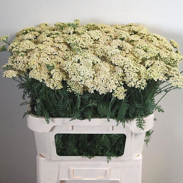 ACHILLEA CREME PERFECTION