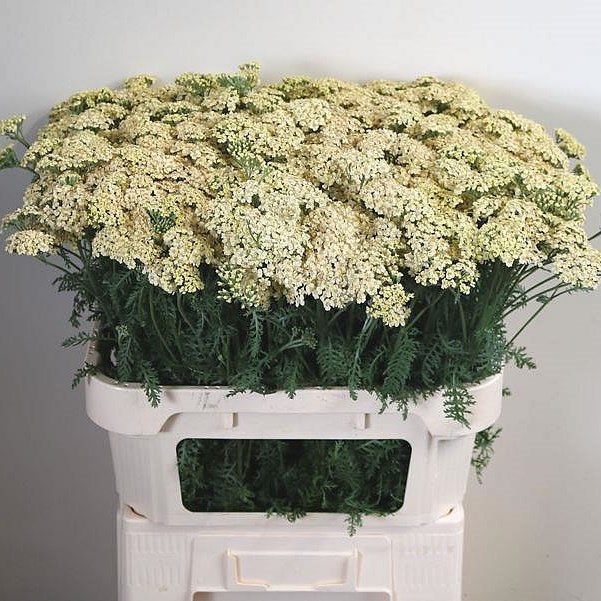 ACHILLEA CREME PERFECTION