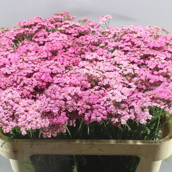 ACHILLEA DAPHNE