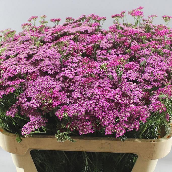 ACHILLEA DEEP PURPLE