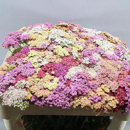 ACHILLEA DREAM MIX