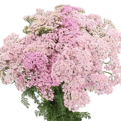 ACHILLEA EASTENDER