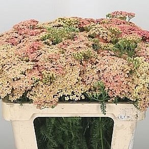 ACHILLEA LACHSSCHONHEIT