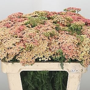 ACHILLEA LACHSSCHONHEIT