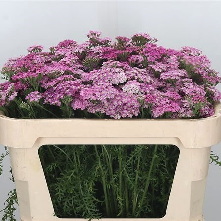 ACHILLEA LIEKIO