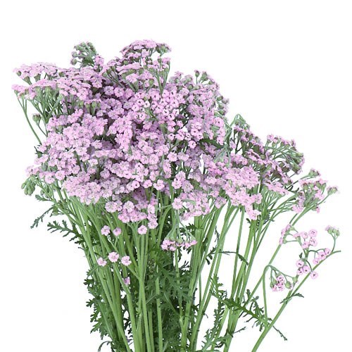 ACHILLEA LILAC BEAUTY 50cm | Wholesale Dutch Flowers & Florist Supplies UK