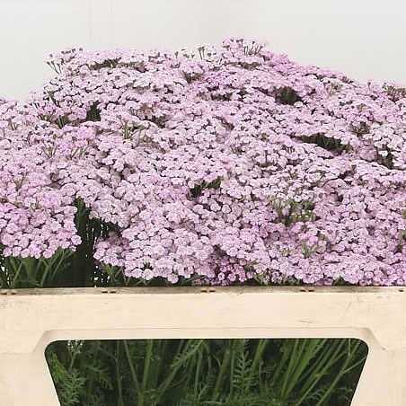 ACHILLEA LILAC BEAUTY