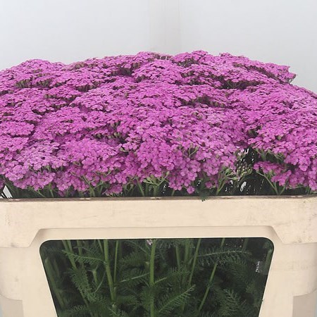 ACHILLEA LILAC DREAM