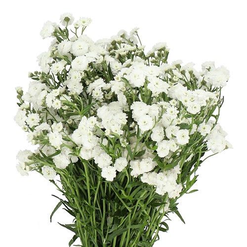 ACHILLEA MAGICAL INSPIRATION