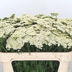 ACHILLEA MARIEKE