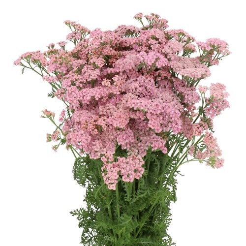 ACHILLEA MASTERCLASS ANITA