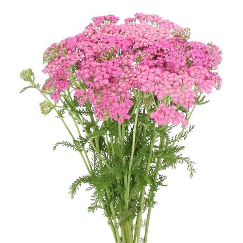 ACHILLEA MASTERCLASS PINK