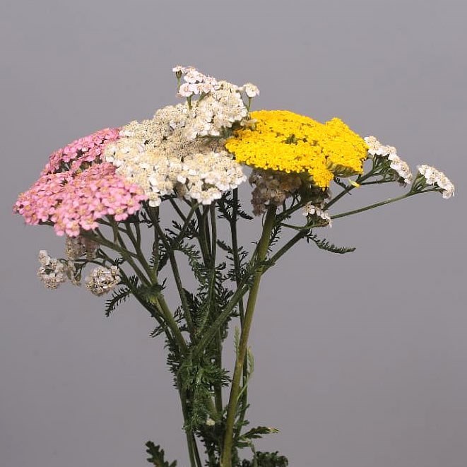 ACHILLEA MIX (COLS MAY VARY)