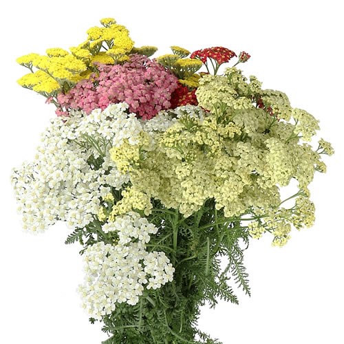 ACHILLEA MIX (COLS MAY VARY)