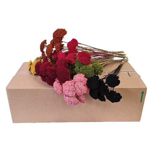 ACHILLEA MIX - DRIED