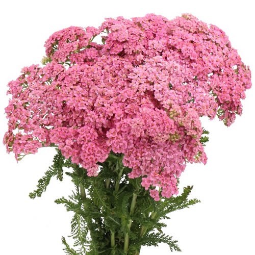 ACHILLEA MONEYMAKER