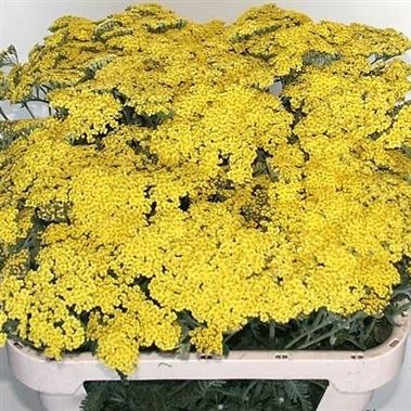ACHILLEA OVATION