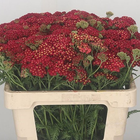 ACHILLEA PAPRIKA