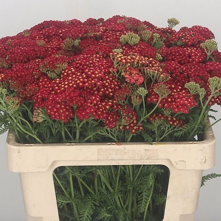 ACHILLEA PAPRIKA 65cm | Wholesale Dutch Flowers & Florist Supplies UK