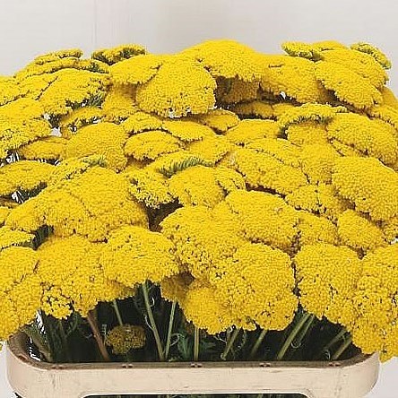 ACHILLEA PARK VARIETY