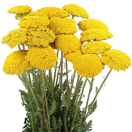 ACHILLEA PARKERS VARIETY