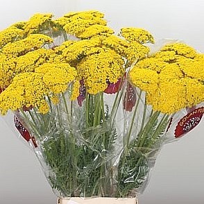 ACHILLEA PARKERS VARIETY