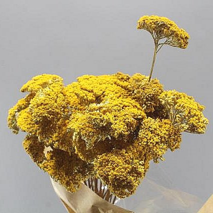 ACHILLEA PARKERS VARIETY - DRIED